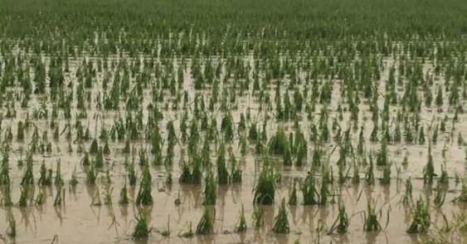 Kadirli’de 4 köyde dolu yağışı etkili oldu