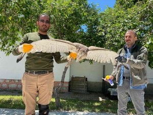 Yaralı şah kartalına şefkat eli uzandı