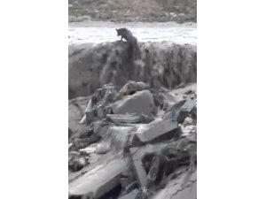 Sel sularında mahsur kalan tilkinin 11 dakikalık yaşam mücadelesi