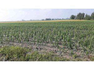 Osmaniye’de tarım arazileri doludan zarar gördü