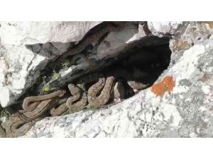 Tek ısırığı bile öldürmeye yetiyor, sürü halinde görüntülendiler