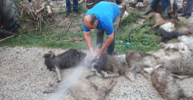 Antalya’da selde 48 küçükbaş hayvan telef oldu