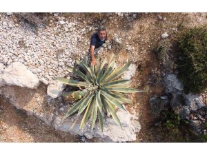 Boyu 25 günde 4 metreyi aştı