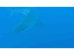 Profesörün köpekbalığı sürüsüyle yakın teması sualtı kamerasında