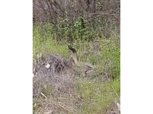 Türkiye’nin en zehirli yılanlarının çiftleşme dansı kamerada