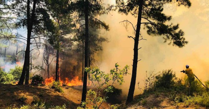 Hatay’da orman yangını