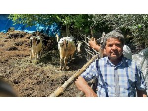 Osmaniye’de köylülerden ucuz süt fiyatına tepki