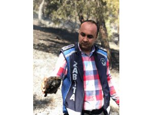 Orman yangınında telef olan kaplumbağanın görüntüsü zabıta personelinin yüreğini dağladı