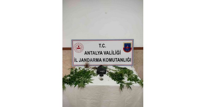 Yasadışı kenevir ekimine operasyon