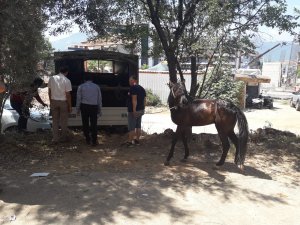 Alanya’da fayton ve atlar teslim alındı