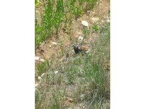 Kırmızı listede yer alan "alaca sansar" görüntülendi