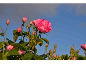 Isparta Gül Festivali’ne hazırlanıyor