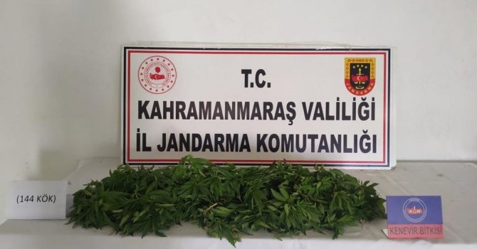 Evinin bahçesini kenevir tarlasına çeviren şahsa operasyon