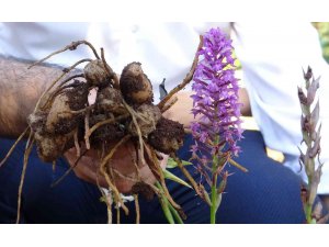 Tazesinin kilosu 300, tozu bin 800 TL