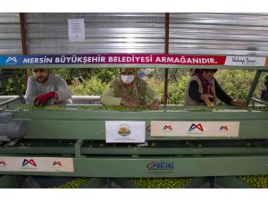 Büyükşehir Belediyesinden Mut’a bir erik boylama makinesi daha