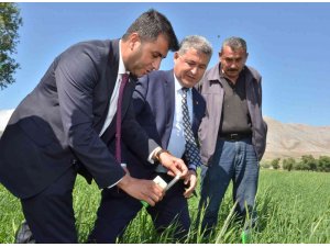 Süne ile mücadele için tarlalara 130 bin "arıcık" salındı