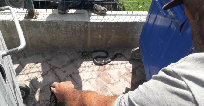 Sahile yakın bölgedeki yılan kurtarılıp doğaya bırakıldı