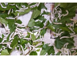 İpek böceğinin tanesi 5 lira