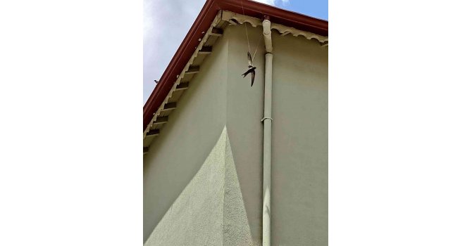 İpte asılı kalan ebabil kurtarıldı