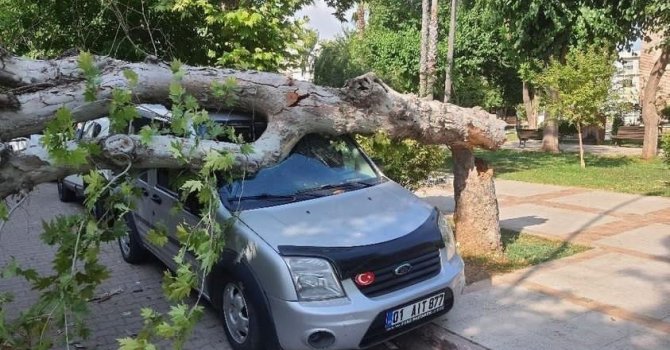 Ağaç park halindeki aracın üzerine devrildi