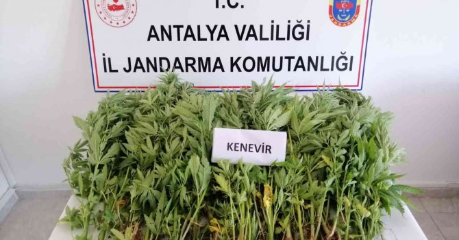 Jandarmadan zeytin bahçesine kenevir operasyonu