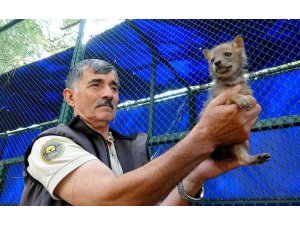 Osmaniye’de bulunan çakal yavrusu koruma altına alındı