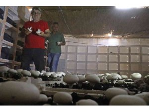 Yaz ayları fırın gibi olan cam serada, soğutucu klima olmadan kültür mantarı yetiştirdiler