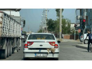 40 derece sıcakta köpeği bagajda taşıdı