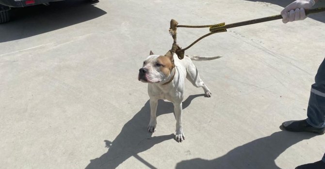 Adana’da 6 ayda 80 kişiye 549 bin 613 lira yasaklı köpek cezası