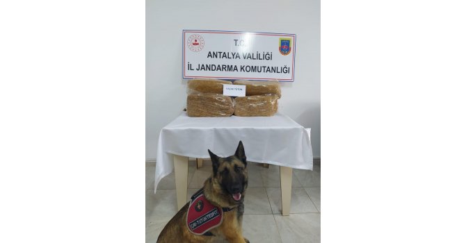Otobüs bagajında 50 kilo kaçak tütün ele geçirildi