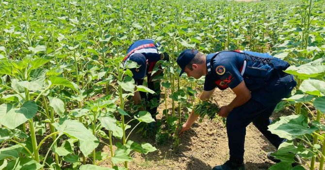 Ayçiçeği tarlalarına kenevir ekmişler