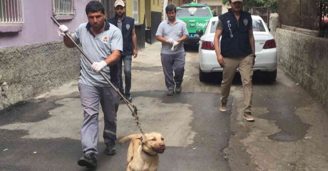 Bagajda taşınan köpek barınağa teslim edildi