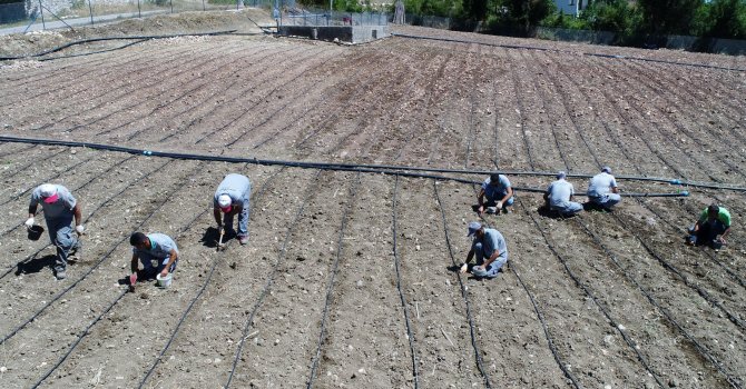 Konyaaltı’nda adım adım Fasulye Şenliğine