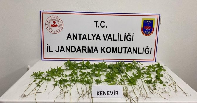 İş yerinin yatakhanesinde kenevir yetiştiren şüpheli yakalandı