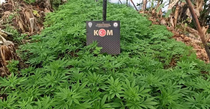 Muz serasını esrar bahçesine çevirmişler