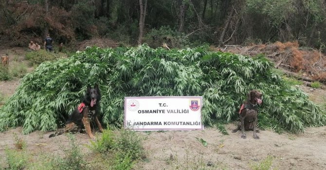 Osmaniye’de 55 bin kök kenevir bitkisi ele geçirildi