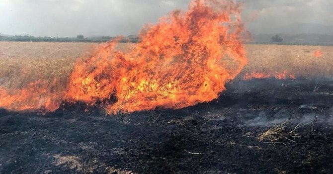 Buğday tarlası alev alev yandı, çiftçi mahsulü hasat ederek kurtarmaya çalıştı