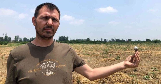 Tarladaki 10 ton sarımsağı çaldılar