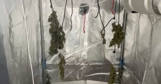 Evinin tuvaletinde uyuşturucu yetiştiren şüpheli suçüstü yakalandı