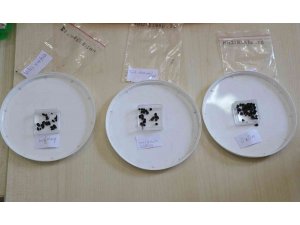 Adana’da 3 bin yıl öncesine ait üzüm, mercimek, bakla, bezelye, buğday ve arpa tohumları bulundu