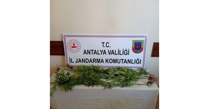 Jandarmadan sazlıkta Hint keneviri üretimine suçüstü