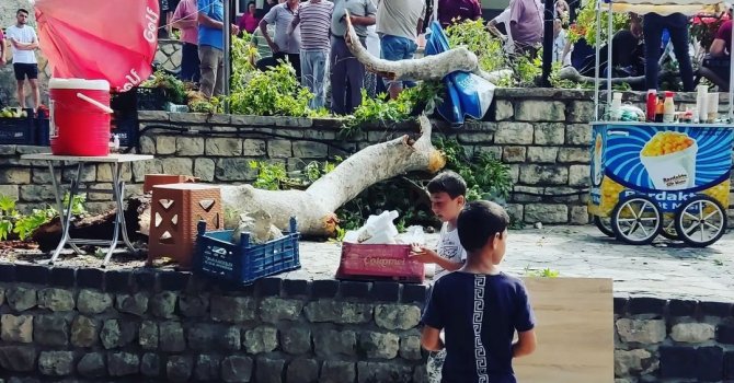 3 bin yıllık Musa ağacından kopan dal ziyaretçinin üzerine düştü