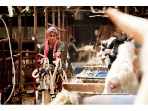 Evde canı sıkılan kadın hayvancılık işine girip 15 yılda servet sahibi oldu