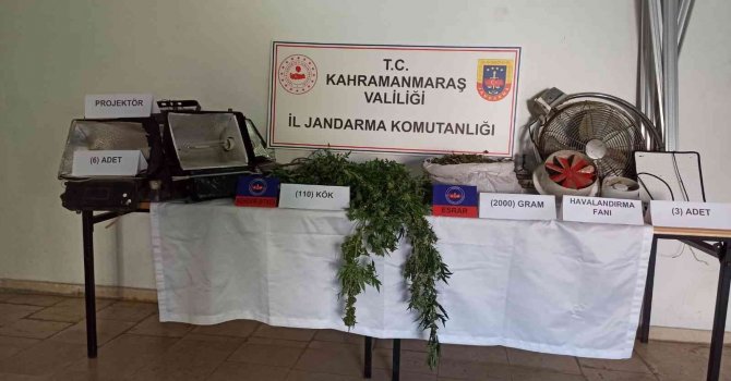 İkametinde uyuşturucu yetiştiren bir kişi yakalandı
