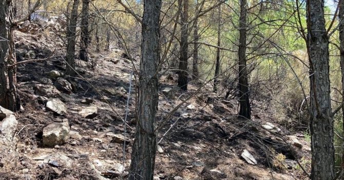 Ağaca yıldırım düştü, ormanda yangın çıktı