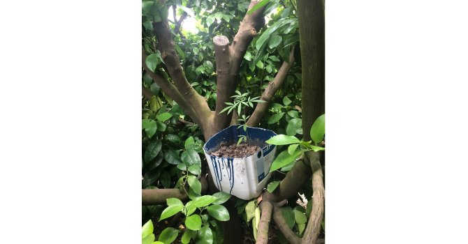 Kenevir saksılarını ağaç gövdelerine gizlemişler