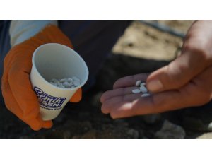 Çandır fasulyesi toprakla buluştu