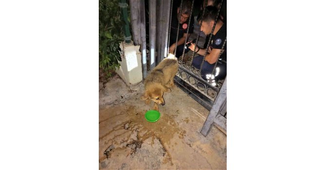 Demir parmaklıklara sıkışan köpeğin yardımına itfaiye koştu