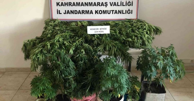 Evlerinde kenevir yetiştirirken yakalandılar