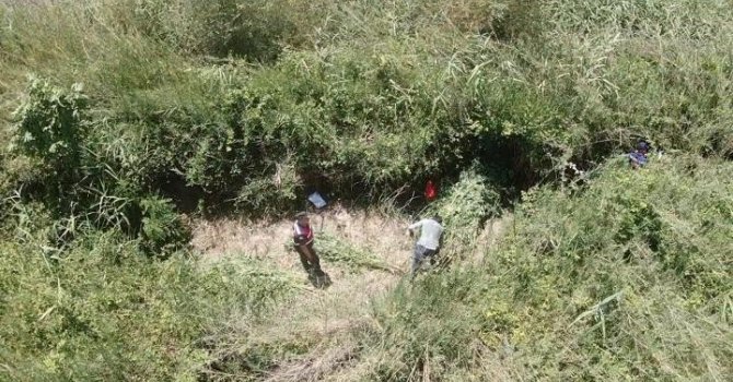 Sazlıklar arasında kenevir üretimine jandarma baskını